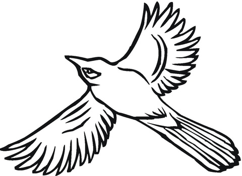 Flying Jay Coloring Page